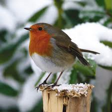 SnowflakeSusie