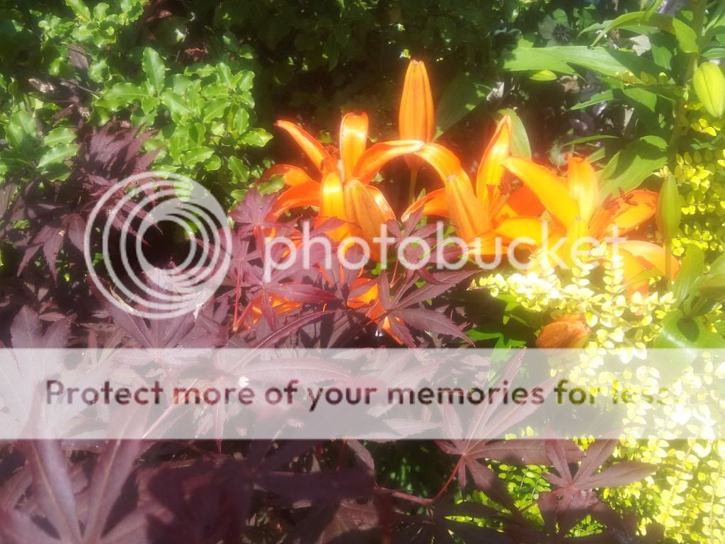 http://i1300.photobucket.com/albums/ag97/Bev_Pounsett-Krynauw/0313-07-13_zps15a4fb3f.jpg