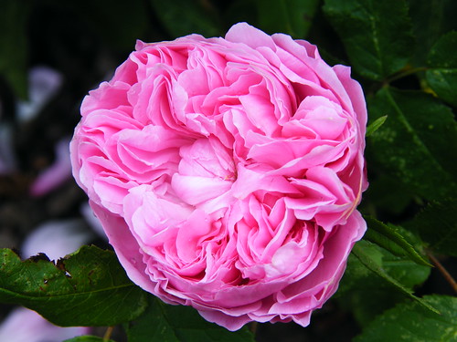 http://farm8.staticflickr.com/7446/9030543989_01ecc077e3.jpg