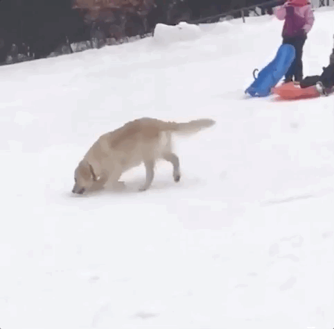 Trending GIF dog snow winter slide sliding weeee polar vortex wheeeee  Snow  gif Snow dogs Dogs