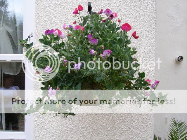http://i27.photobucket.com/albums/c186/DavidKnapper/P7110008.jpg