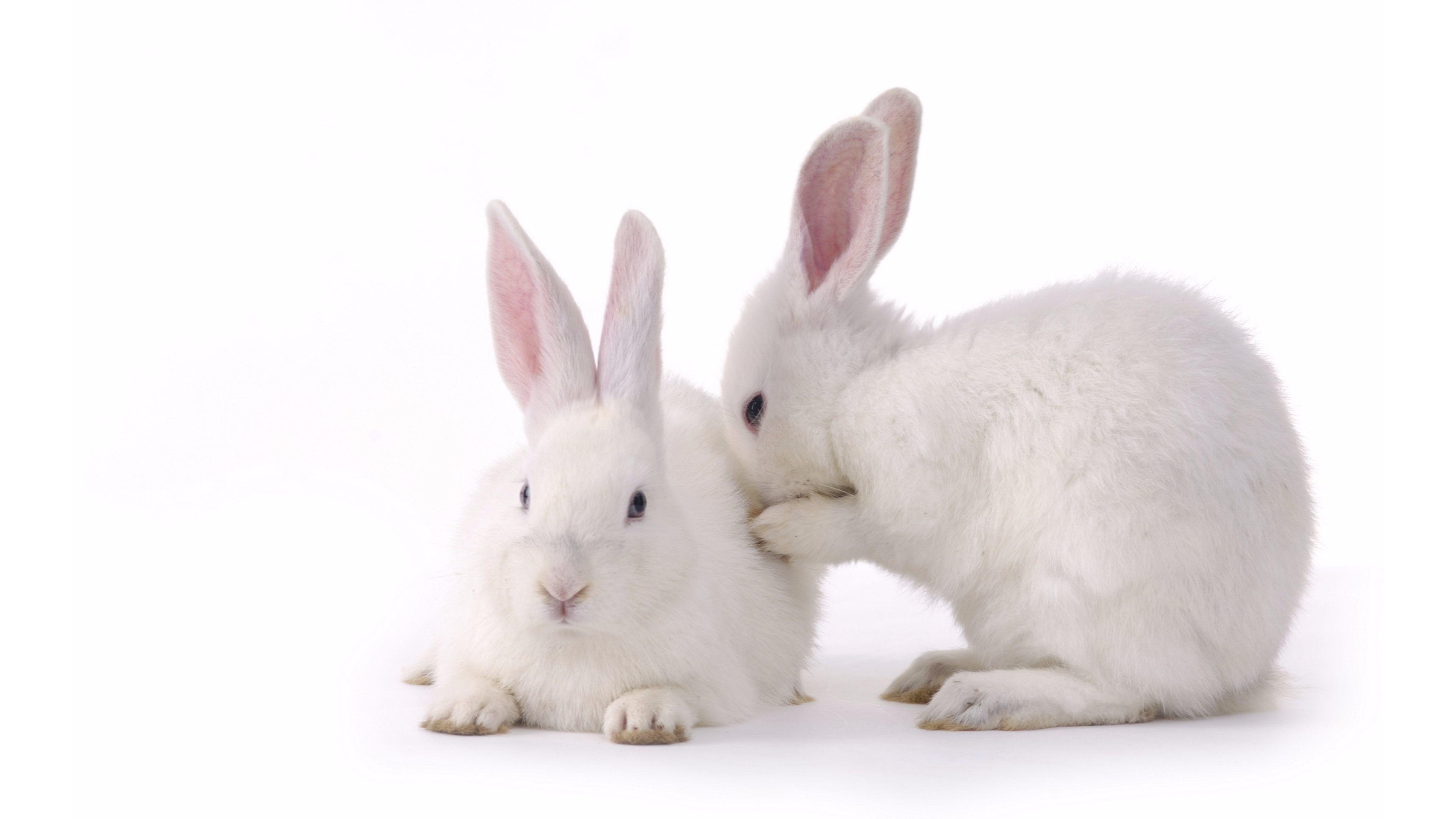 White Bunny Wallpapers - Top Free White Bunny Backgrounds - WallpaperAccess
