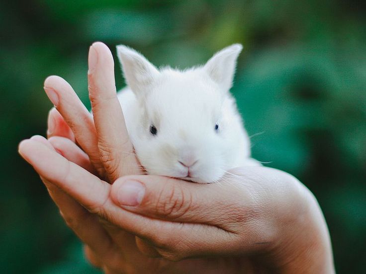 The white rabbit  Cute animals Cute baby animals Animals friends