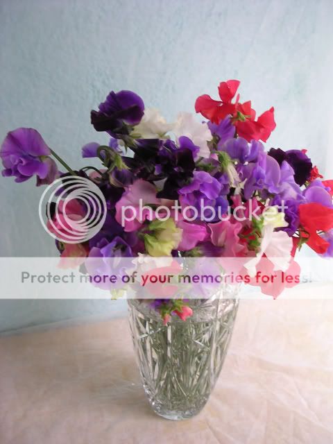 http://i27.photobucket.com/albums/c186/DavidKnapper/DSCN0825.jpg