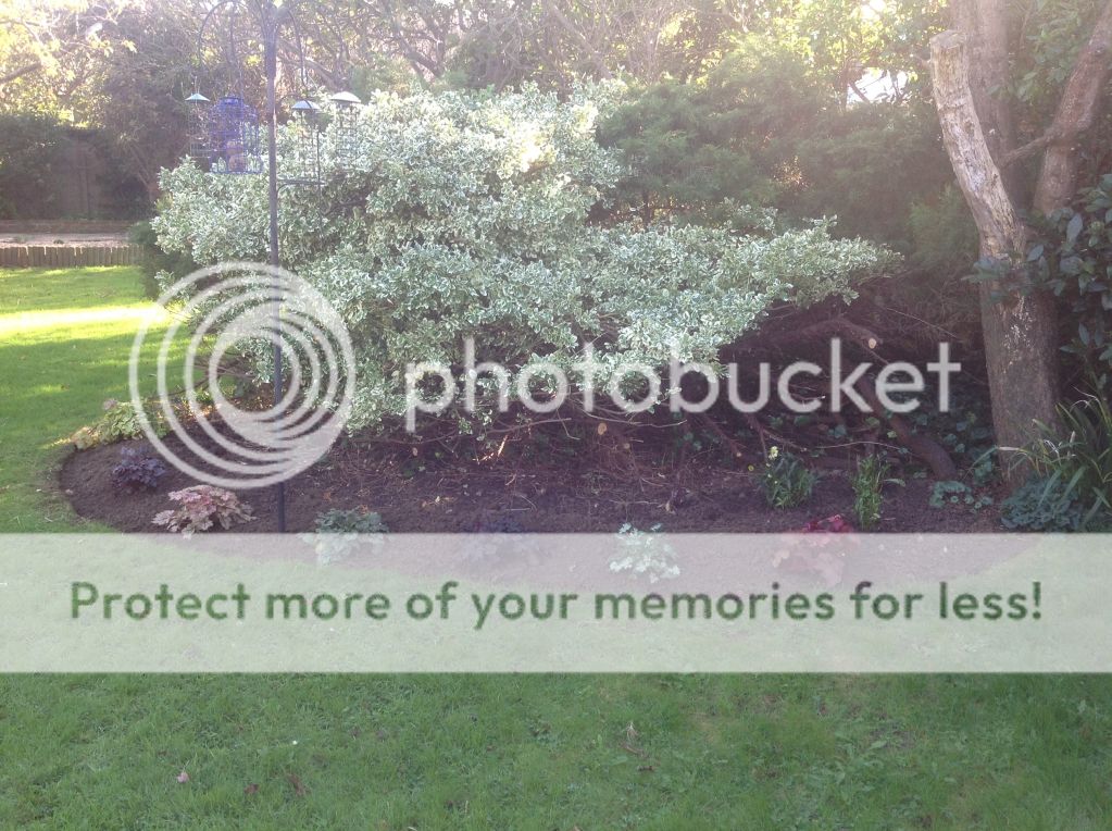 http://i1153.photobucket.com/albums/p501/Lyrad14/garden%20oct%2014/1ff46b054830a2821c317af6d426976b_zps7ec4fe3f.jpg