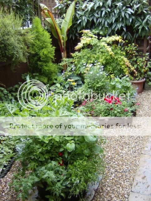 http://i1131.photobucket.com/albums/m551/lilylouise1/frontgarden013.jpg