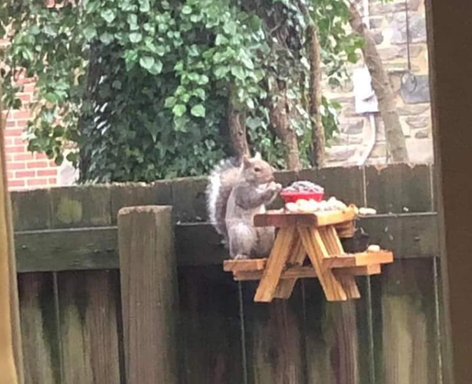 Joe on Twitter in 2020  Squirrel feeder Squirrel Picnic