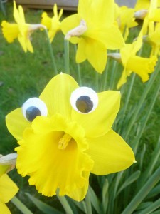http://thedaffodilsociety.com/wordpress/wp-content/uploads/2014/03/Nathaniels-Daffodil-225x300.jpg