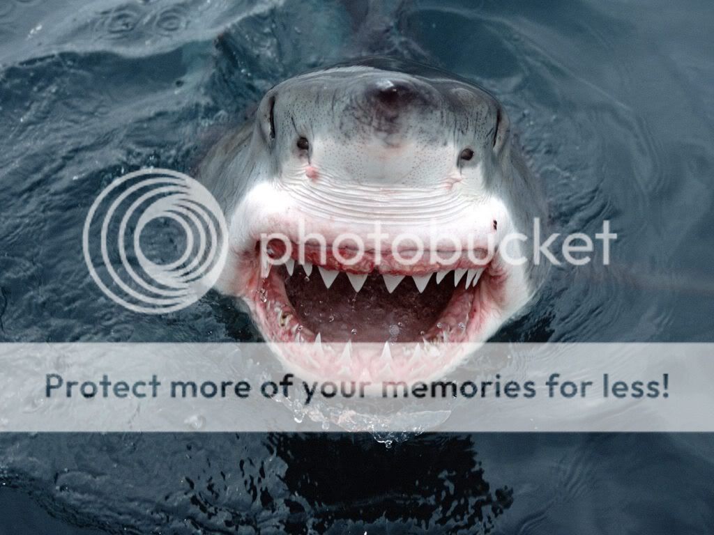 http://i1143.photobucket.com/albums/n627/thedogcody/great-white-shark-smile.jpg