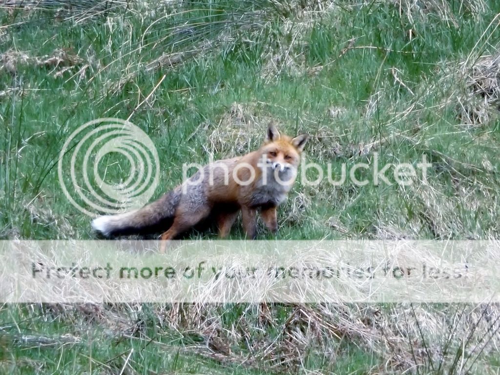 http://i1096.photobucket.com/albums/g322/katyhillskhills/DSCF1841_zpsnmc3a9g2.jpg