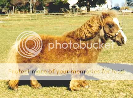 http://i1143.photobucket.com/albums/n627/thedogcody/twinkie10222.jpg