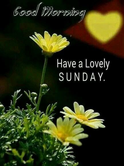Pin on Good Morning Wishes