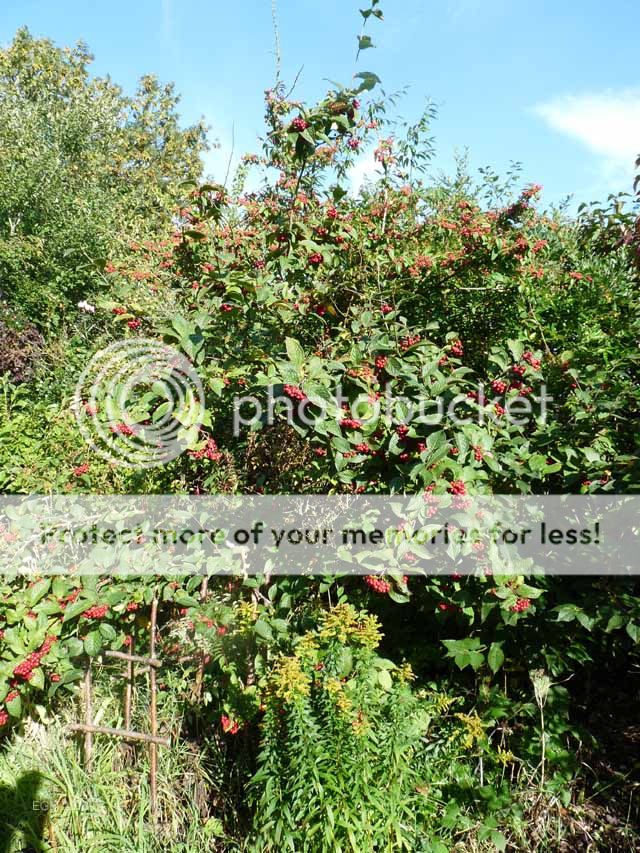 http://i703.photobucket.com/albums/ww32/Owdboggy/October%202013/Ocotber2013miscellany022.jpg