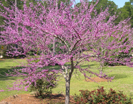 Image result for cercis forest pansy