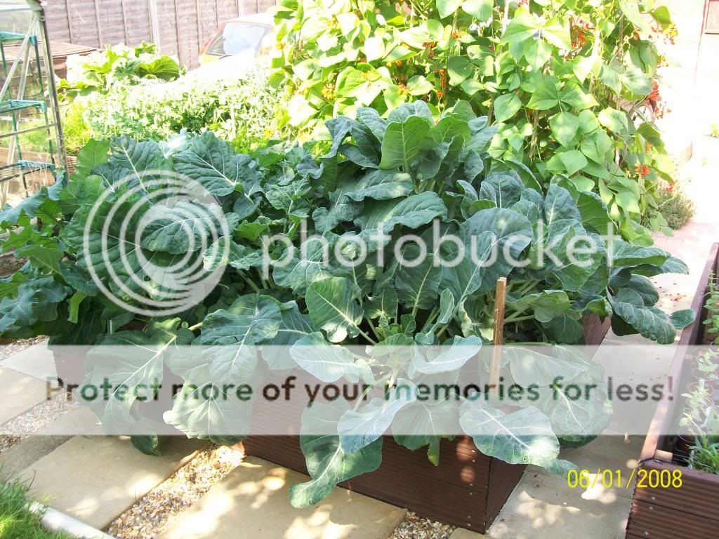 http://i1015.photobucket.com/albums/af278/bubbling_bubble_bee/gardening/brocs_zps1a000243.jpg