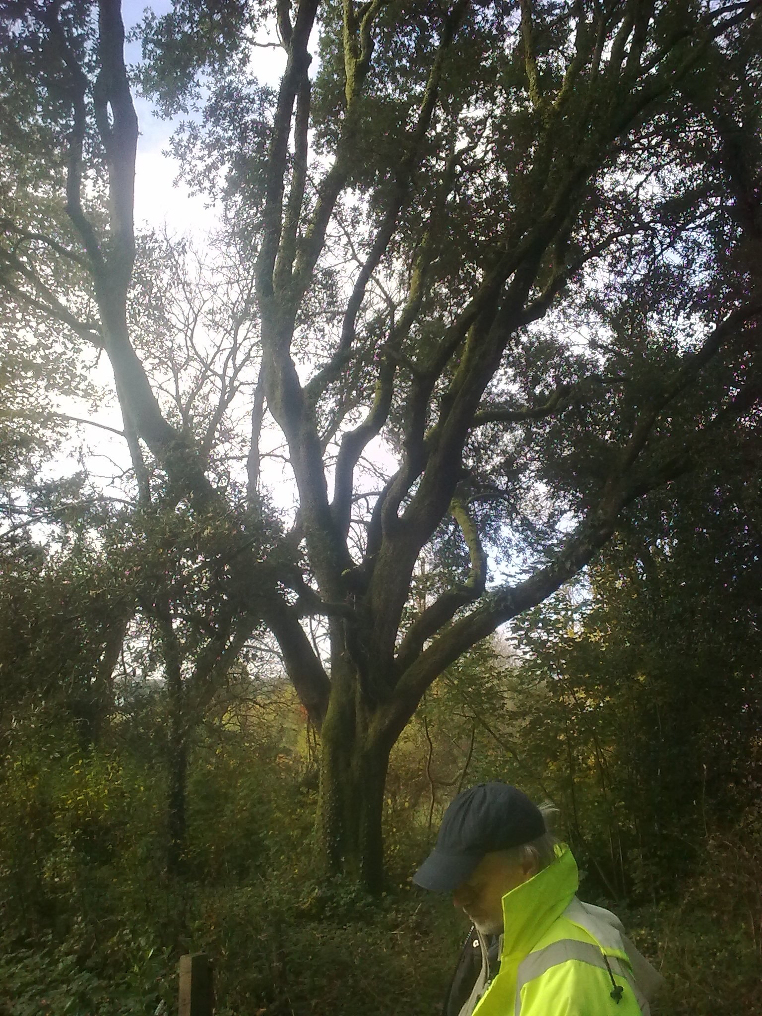 Fraxinus