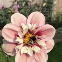 LadyBusyBee