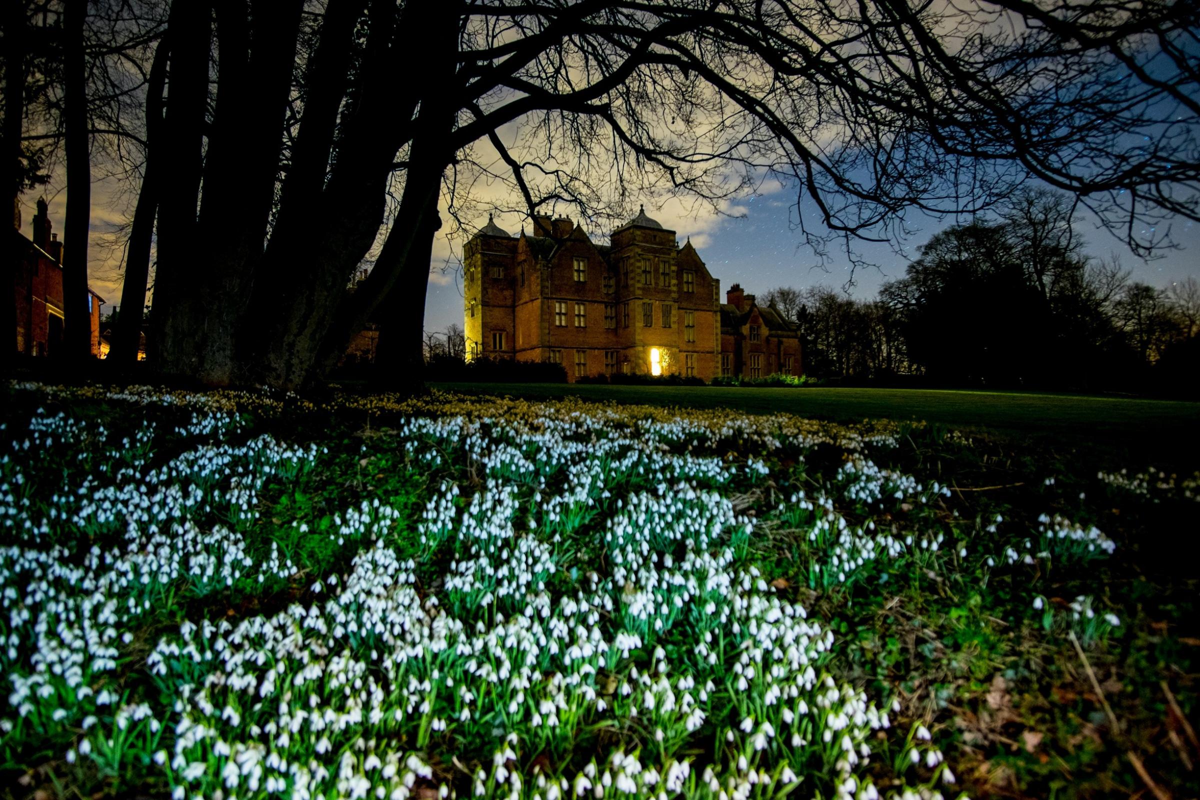 Snowdrops are early sign of the warmer days of spring  The Northern Echo