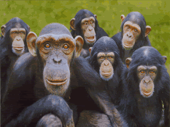http://i557.photobucket.com/albums/ss12/funnyzone4u/Funny%20Animations/animation.gif