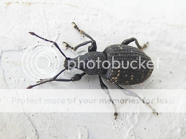 http://i1143.photobucket.com/albums/n627/thedogcody/beetle-1_zps9370f48e.jpg