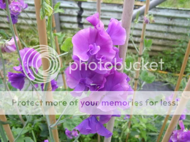 http://i27.photobucket.com/albums/c186/DavidKnapper/Eagle%20Sweet%20Peas/P8060010.jpg