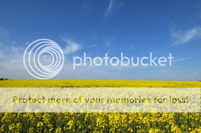 http://i27.photobucket.com/albums/c186/DavidKnapper/019_zps34606773.jpg