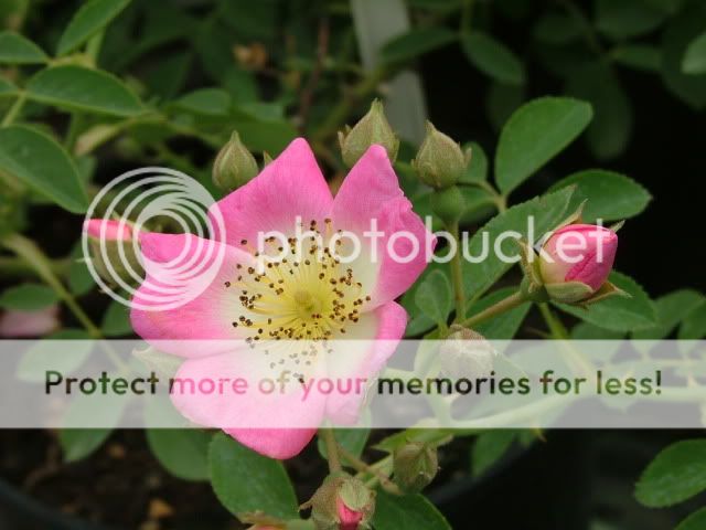 http://i27.photobucket.com/albums/c186/DavidKnapper/DogRose-1.jpg