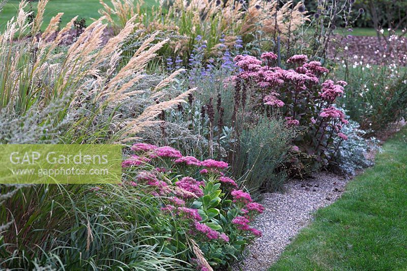 Image result for sedum matrona