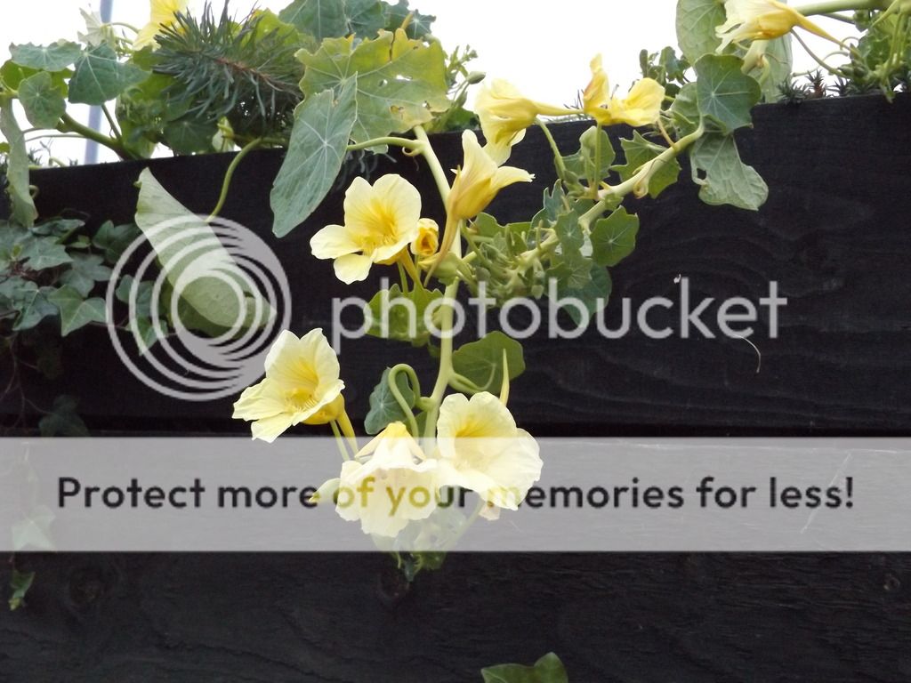 http://i1331.photobucket.com/albums/w595/fairygirl55/DSCF0962_zps3t1jttwc.jpg