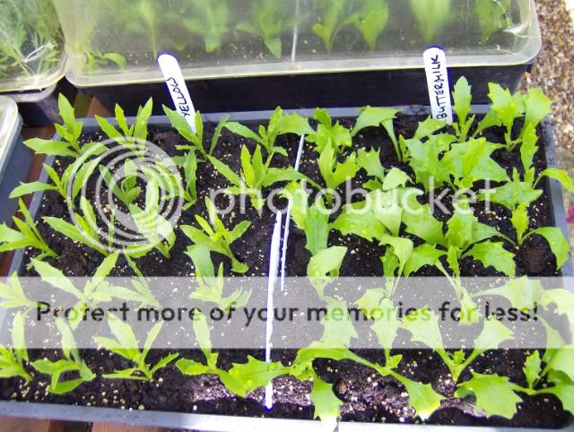 http://i1131.photobucket.com/albums/m551/lilylouise1/morecuttings002.jpg
