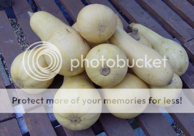http://i1131.photobucket.com/albums/m551/lilylouise1/veggies020-1.jpg