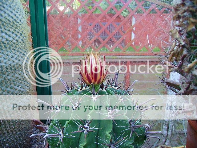 http://i633.photobucket.com/albums/uu60/Stapelia1/Cactus/PICT3976.jpg