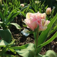 FlowersFlowersEverywhere