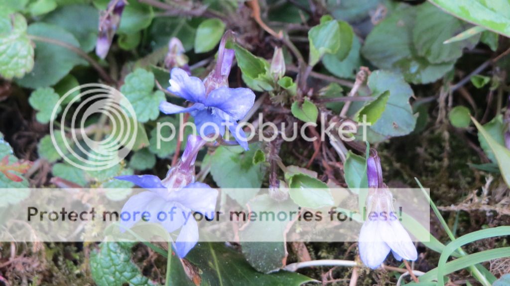 http://i1345.photobucket.com/albums/p677/LuluTheLurcher/004_zpswlzx7lyv.jpg