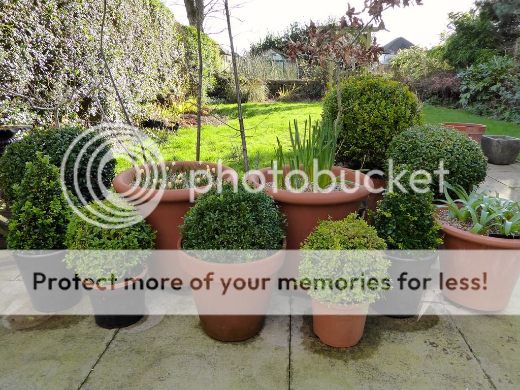http://i232.photobucket.com/albums/ee192/thebear843/Garden/P1030053_zpsihk5qaxt.jpg