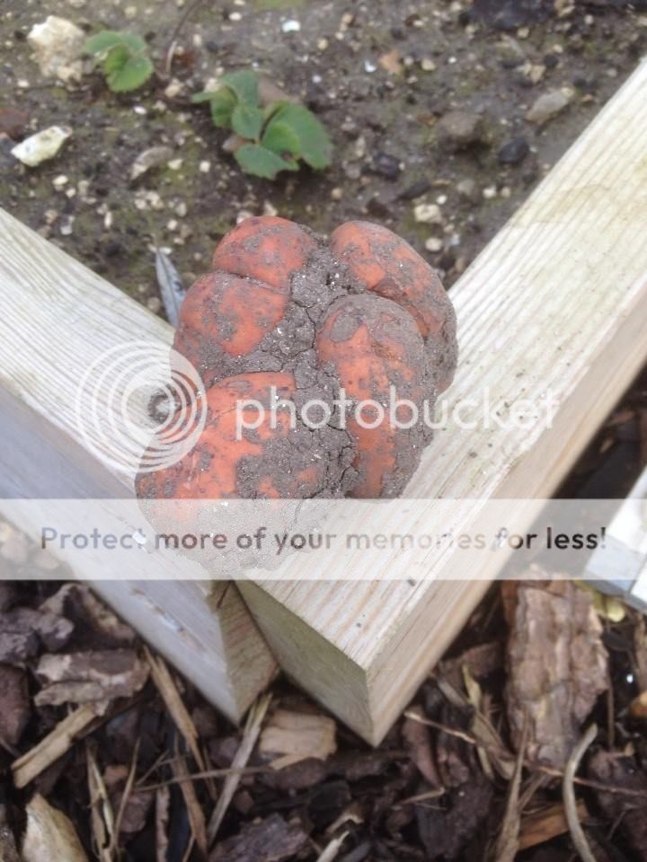 http://i1276.photobucket.com/albums/y466/econaturalist/14497_10153770182310538_1748919674_n_zps3e99364f.jpg