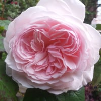 RosePink