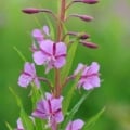 wild flower