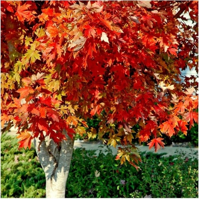 Acer x freemanii 039Autumn Blaze039 tree