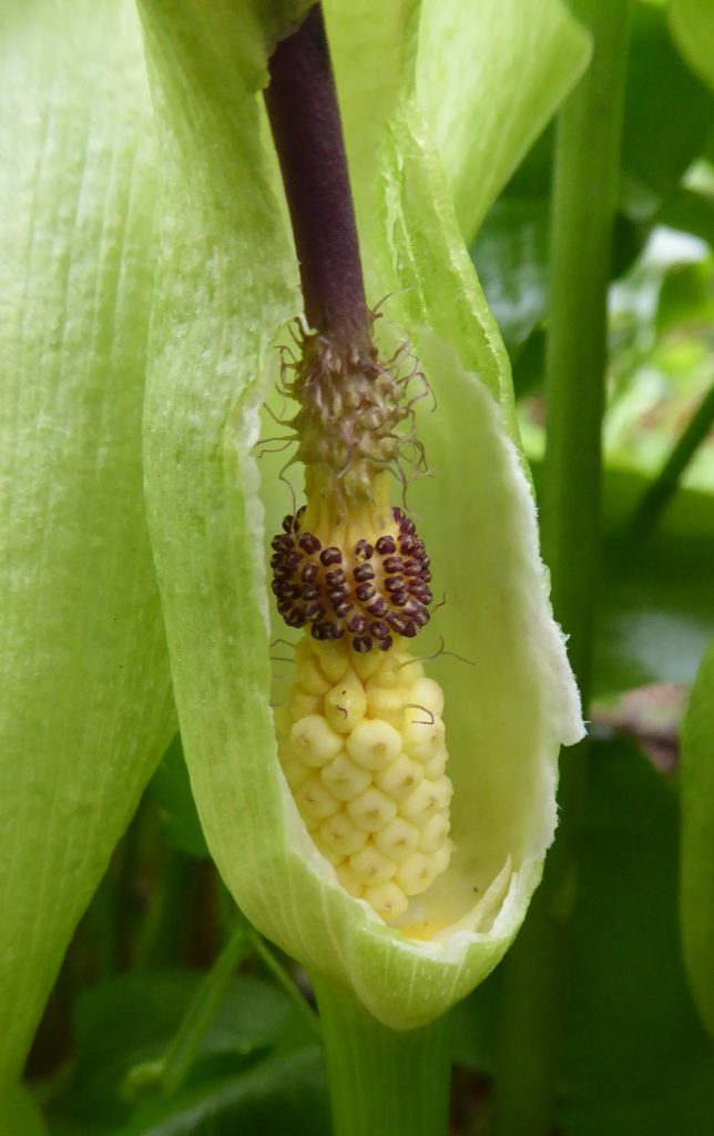 Image result for cuckoo pint flower insect
