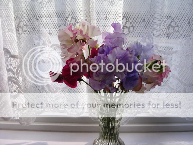 http://i27.photobucket.com/albums/c186/DavidKnapper/DSCN0544.jpg