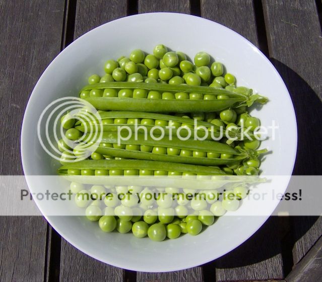 http://i1131.photobucket.com/albums/m551/lilylouise1/garden060-1.jpg