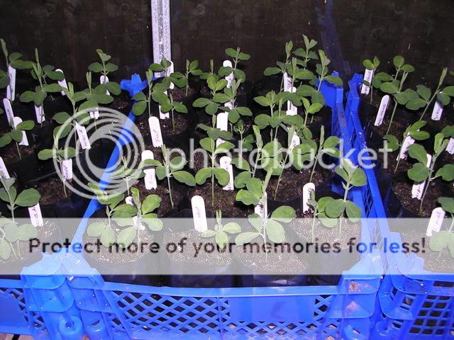 http://i27.photobucket.com/albums/c186/DavidKnapper/DSCN0622.jpg