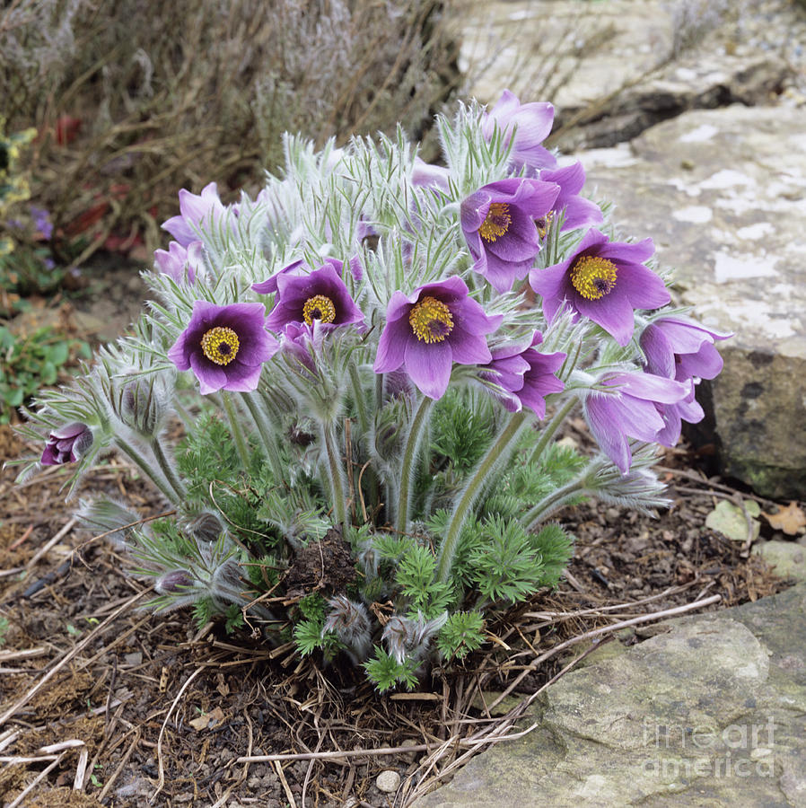 http://images.fineartamerica.com/images-medium-large/european-pasqueflower-adrian-thomas.jpg
