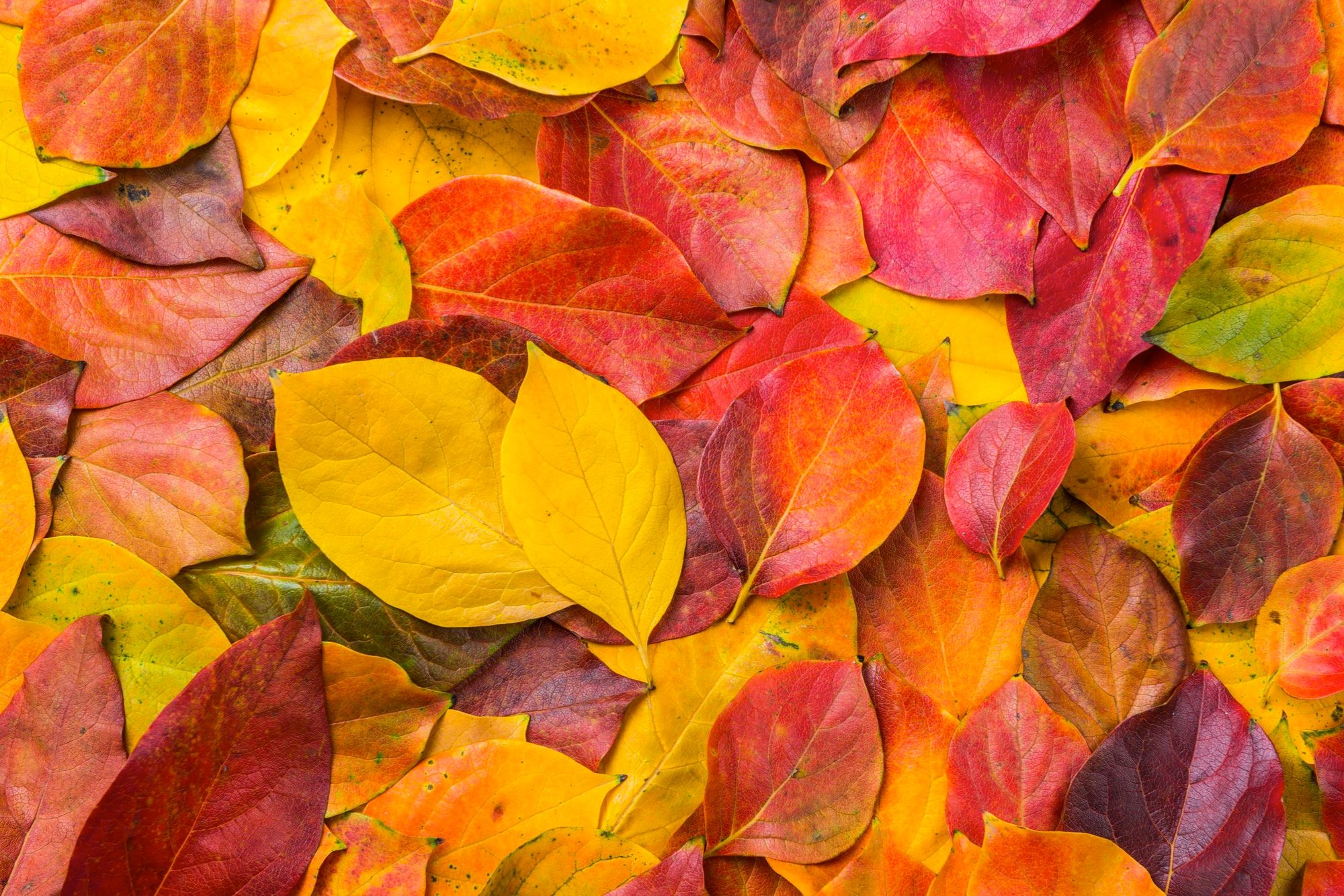 Five autumn leaves and berries to spot - Discover Wildlife