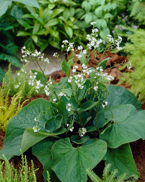 Brunnera macrophylla Betty Bowring bare roots  Buy white Siberian  bugloss online at Farmer Gracy UK