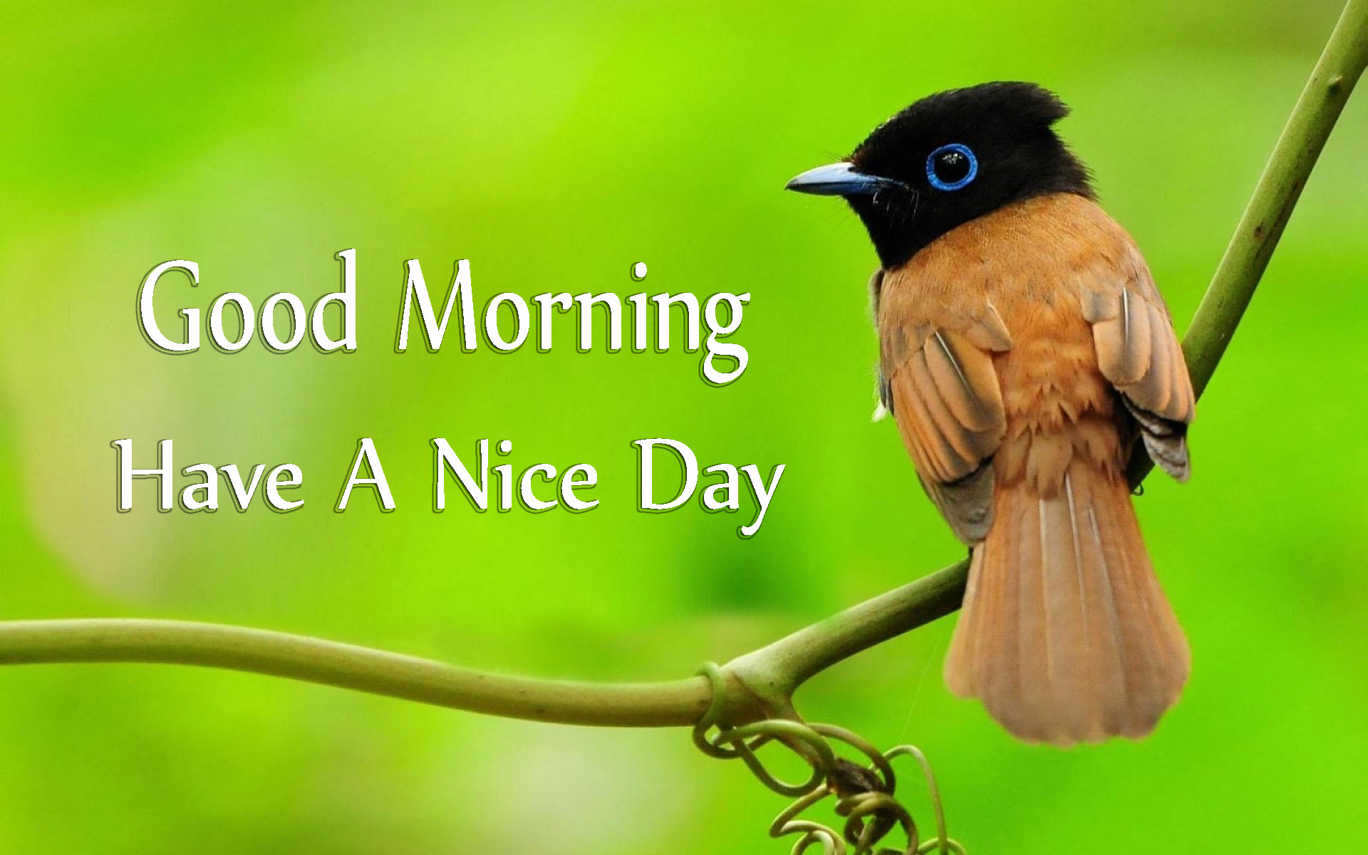 Good Morning Have A Nice Day With Cute Birds Images - Good Morning Images  Quotes Wishes Messages greetings  eCards