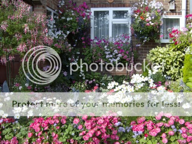 http://i1131.photobucket.com/albums/m551/lilylouise1/garden035-1.jpg