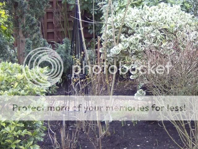 http://i1131.photobucket.com/albums/m551/lilylouise1/wintergarden026-2.jpg