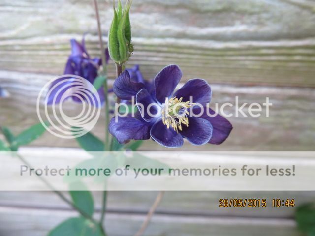 http://i218.photobucket.com/albums/cc133/h4887/Blue%20flower2_zpsvy17glcz.jpg